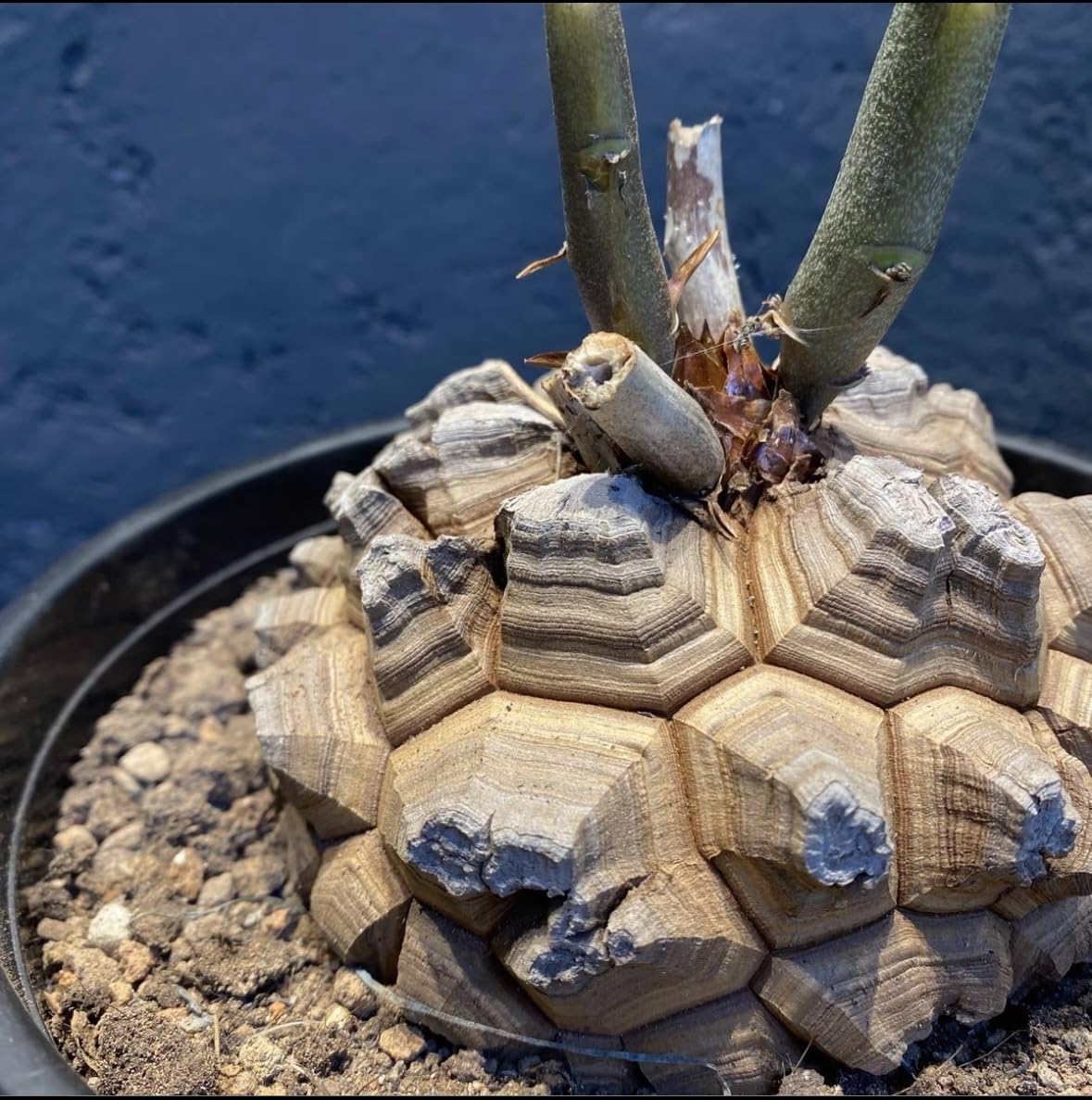 Amazon.co.jp: NO.1アフリカ亀甲竜 ディオスコレアエレファンティペス